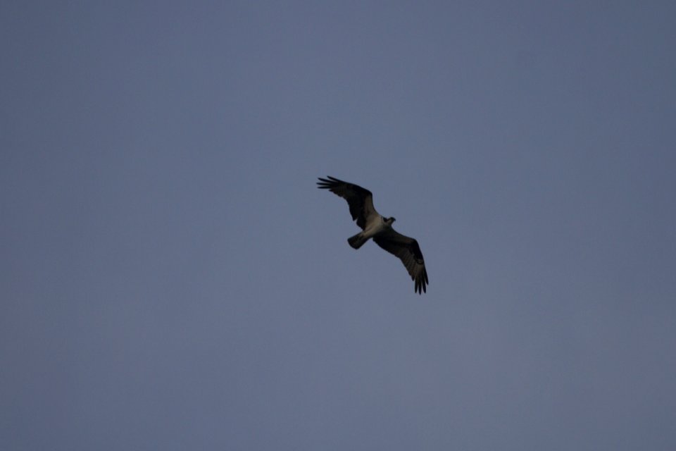 IMG 0718c Osprey LeVasseur Park Kankakee IL 9-1-2017