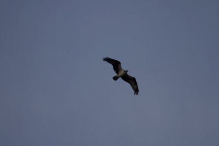 IMG 0718c Osprey LeVasseur Park Kankakee IL 9-1-2017