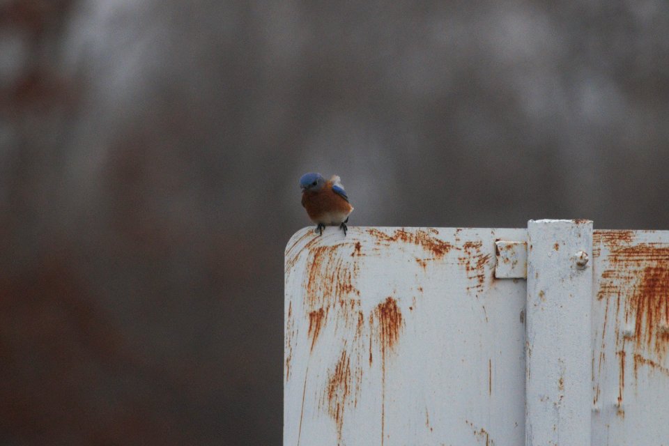 IMG 7312c Eastern Bluebird Braidwood Lake IL 1-22-2018