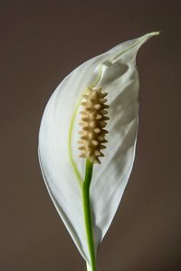 Bloom white flower plant