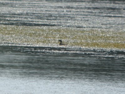 DSCN8821c Pied-billed Grebe LaSalle FWA IN 8-5-2017