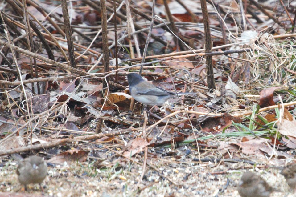 IMG 7978c Dark-eyed Junco Cassiar/Oregon Hse Kankakee IL 2-21-2018