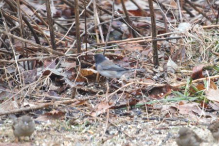 IMG 7978c Dark-eyed Junco Cassiar/Oregon Hse Kankakee IL 2-21-2018 photo