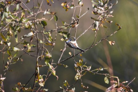 IMG 5004c Black-capped Chickadee LaSalle FWA IN 10-20-2017