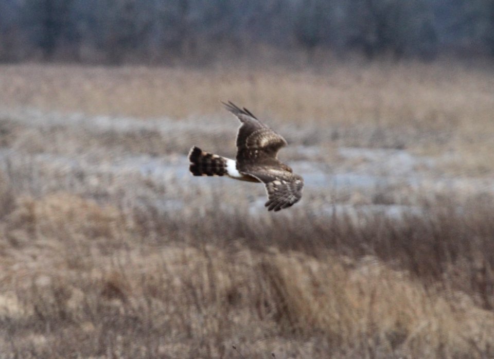 IMG 4481c Northern Harrier TNC Kankakee Sands IN 3-1-2017