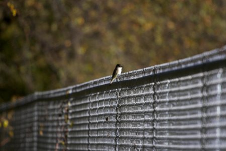 IMG 4756c Eastern Phoebe LeVasseur-Perry Farm Park Kankakee Co IL 10-16-2017