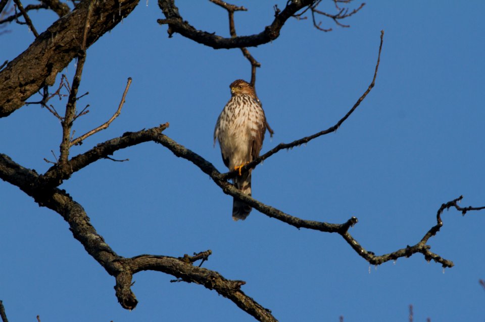 IMG 3534cg Cooper's Hawk LeVasseur Park Kankakee IL 1-13-2017