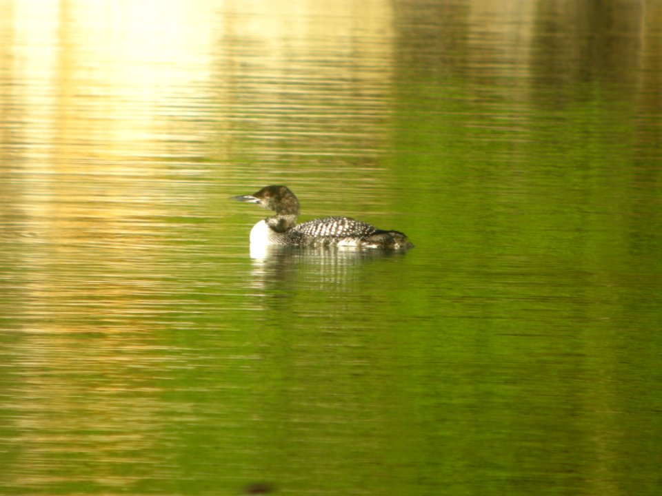 DSCN0238c Common Loon Bird Park Quarry Kankakee IL 5-7-2017