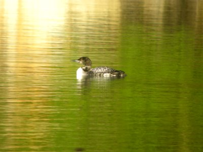 DSCN0238c Common Loon Bird Park Quarry Kankakee IL 5-7-2017