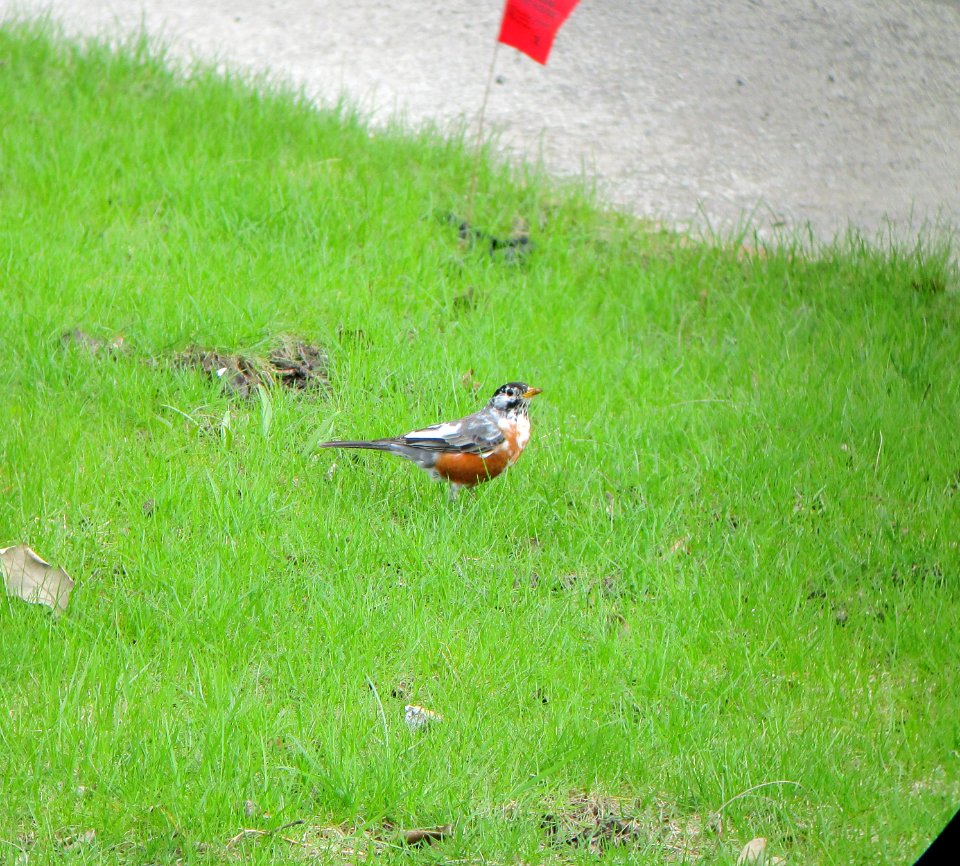 IMG 2838c American Robin Beckman Park Area Kankakee IL 4-2-2017