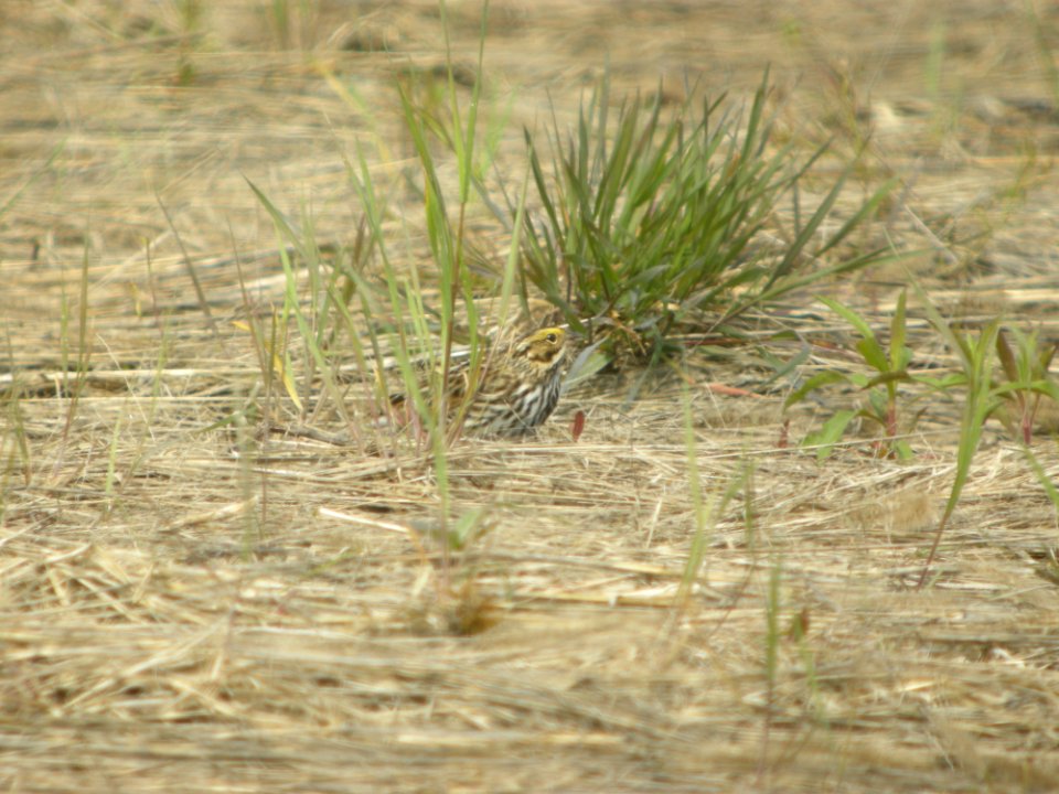 DSCN0245c Savannah Sparrow Willowhaven Area Kankakee Co IL 5-8-2017