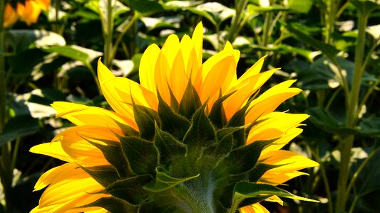 Sunflower yellow flower sunflower field photo