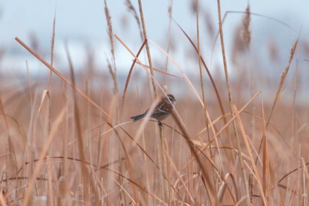 IMG 3562c American Tree Sparrow Willowhaven Area Kankakee Co IL 12-13-2018