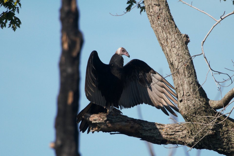 IMG 0959c Turkey Vulture LaSalle FWA IN 9-3-2017