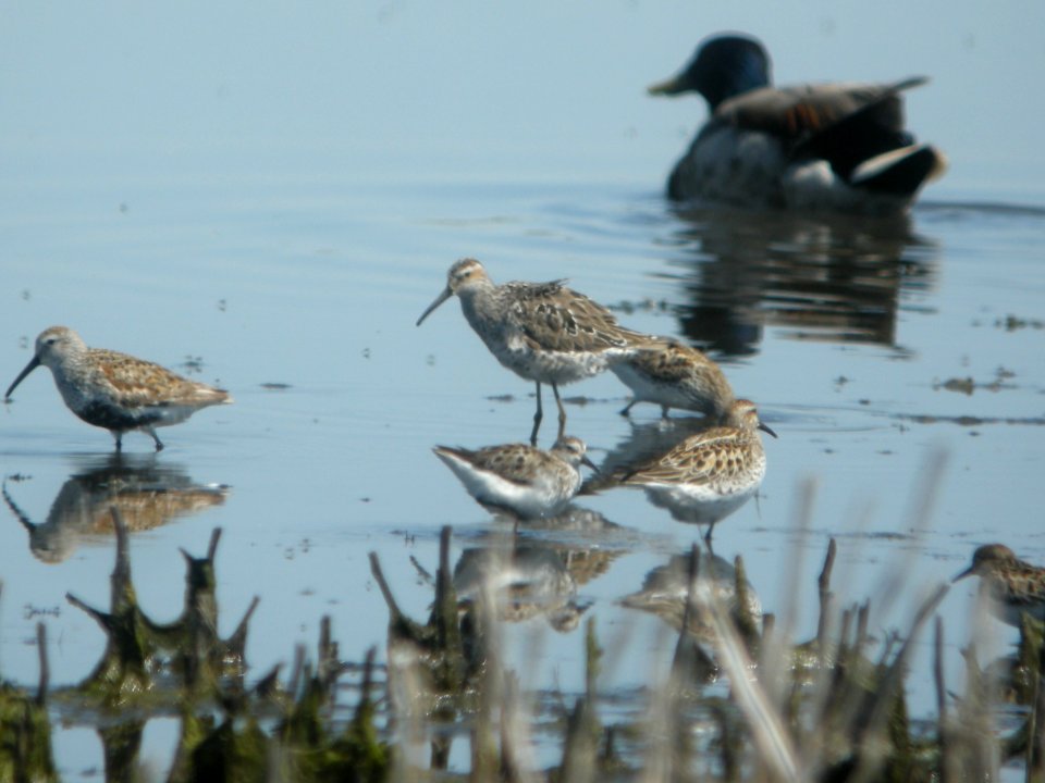 DSCN8329c Stilt Sandpiper Willowhaven Area Kankakee Co IL 6-2-2017