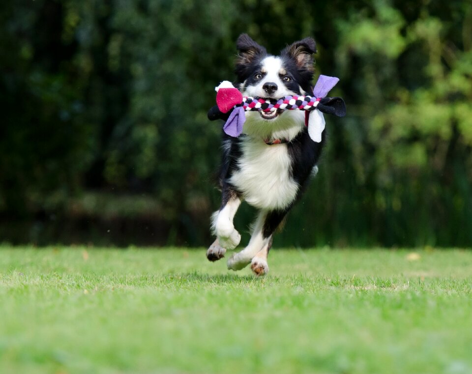 British sheepdog dog play