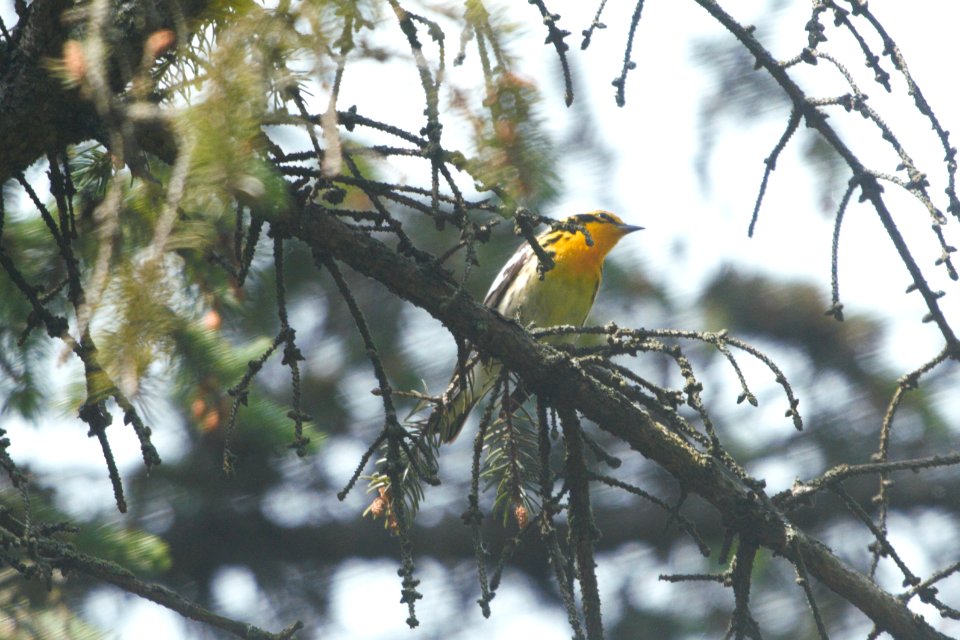 IMG 7077c Blackburnian Warbler Hse Kankakee IL 5-25-2017
