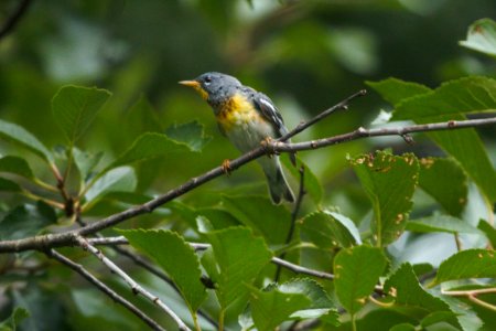 IMG 7934c Northern Parula Hse Kankakee IL 7-4-2017 photo