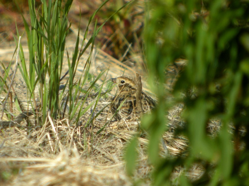 DSCN0164c Smith's Longspur Willowhaven Area Kankakee Co IL 5-6-2017