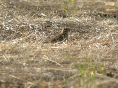 DSCN0181c Smith's Longspur Willowhaven Area Kankakee Co IL 5-6-2017