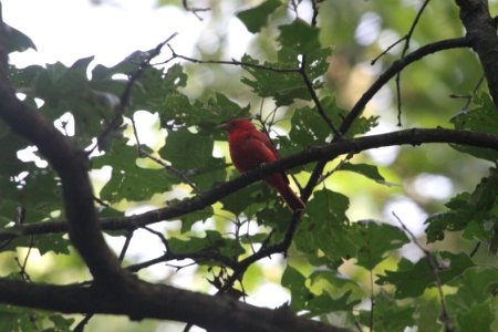 IMG 8386c Summer Tanager Heiland FP Kankakee Co IL 7-15-2017