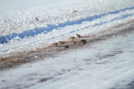 IMG 7554c Lapland Longspur Aroma Park Area IL 2-6-2018