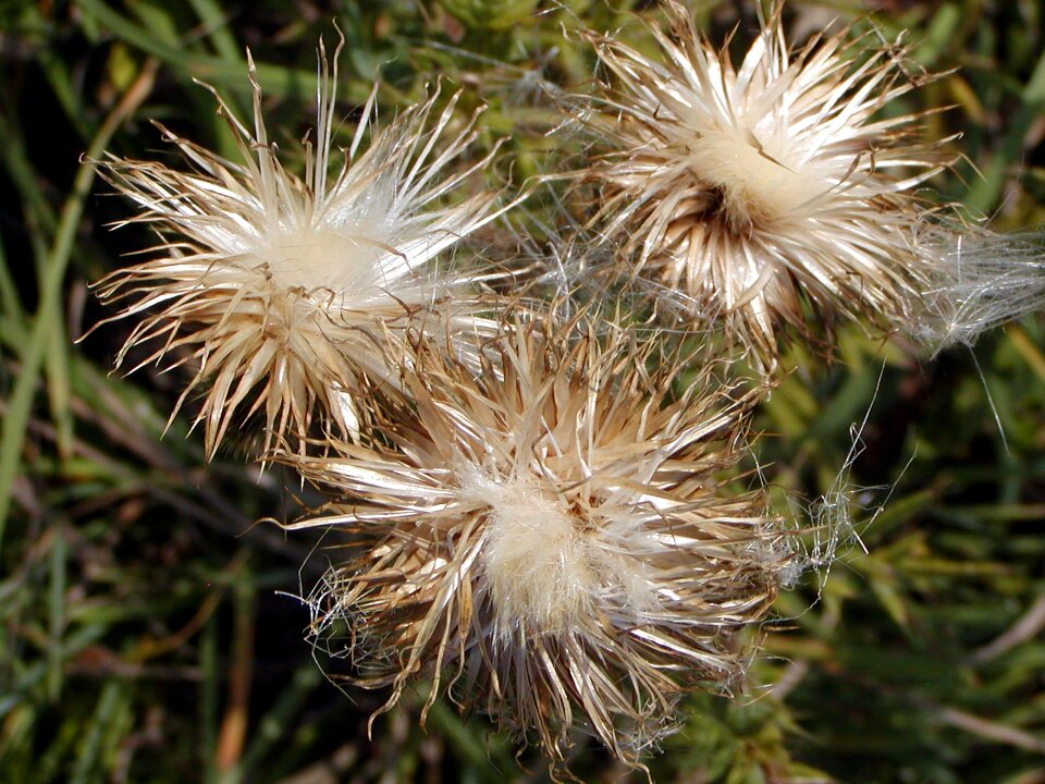 Thistle hairy wild flowers