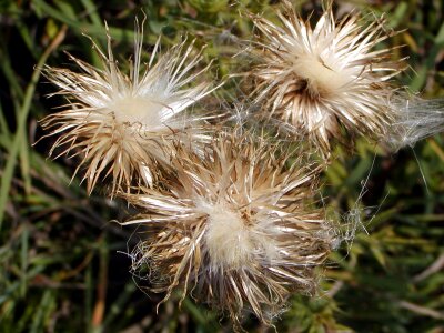 Thistle hairy wild flowers photo