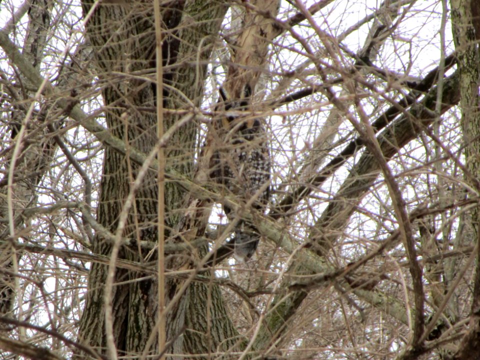IMG 3535c Long-eared Owl Eastern Kankakee Co IL 2-16-2018