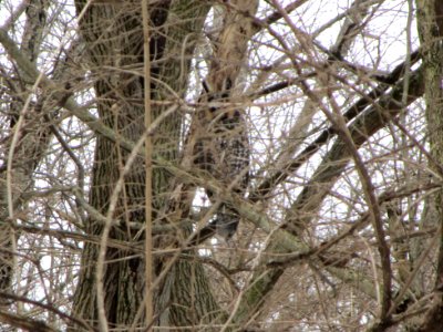 IMG 3535c Long-eared Owl Eastern Kankakee Co IL 2-16-2018