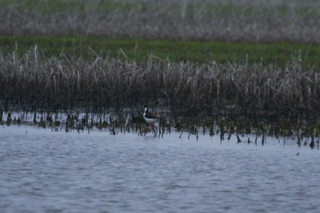 IMG 6828c Black-necked Stilt Willowhaven Area Kankakee Co IL 5-20-2017