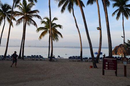 Caribbean palm tropical photo