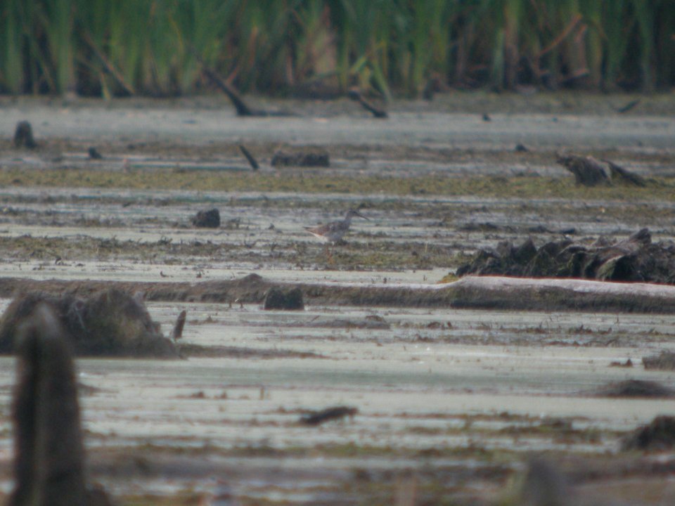 DSCN8658c Lesser Yellowlegs LaSalle FWA IN 7-7-2017