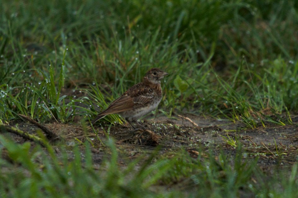 IMG 8490c Horned Lark (juv) H & E Sod Momence IL 7-23-2017