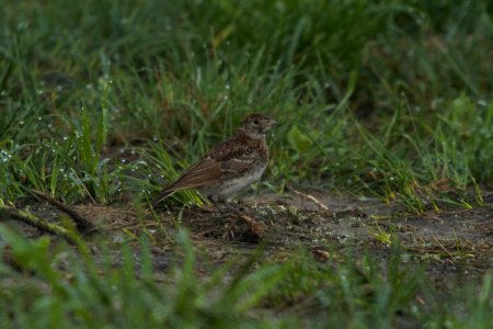 IMG 8490c Horned Lark (juv) H & E Sod Momence IL 7-23-2017