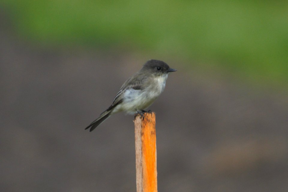 IMG 0746c Eastern Phoebe Willowhaven Kankakee Co IL 9-1-2017