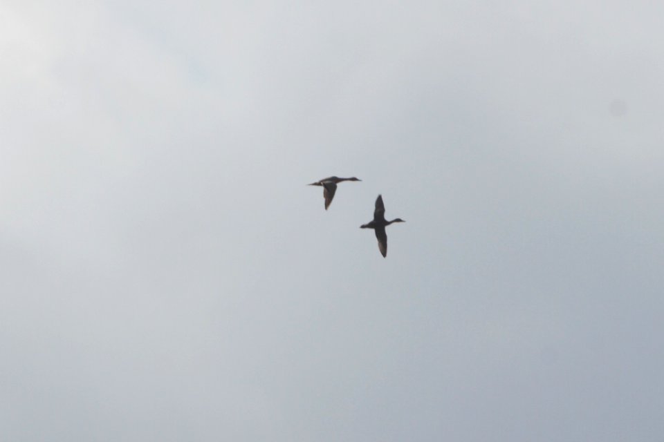 IMG 2291c Cinnamon Colored Northern Pintail H & E Sod Farm Momence IL 9-19-2017