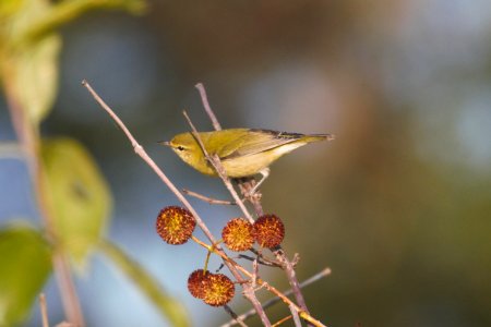 IMG 0948c Tennessee Warbler LaSalle FWA IN 9-3-2017