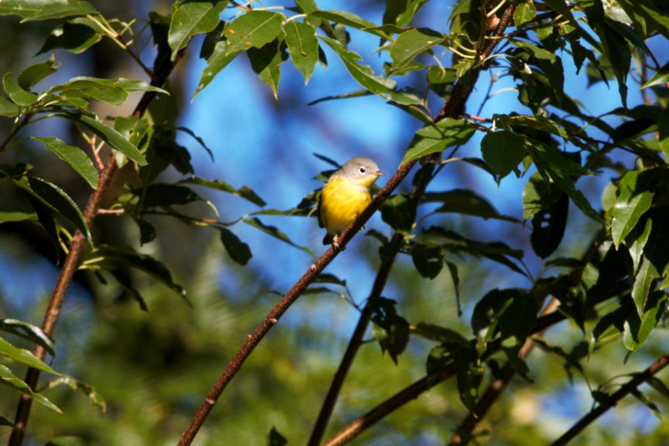 IMG 1327c Magnolia Warbler LeVasseur Park Kankakee-IL 9-6-2017