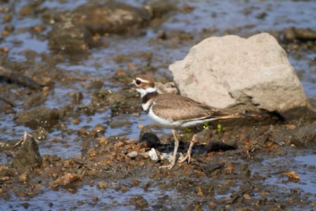 IMG 0427c-Killdeer LeVasseur Park Kankakee IL 8-20-2017