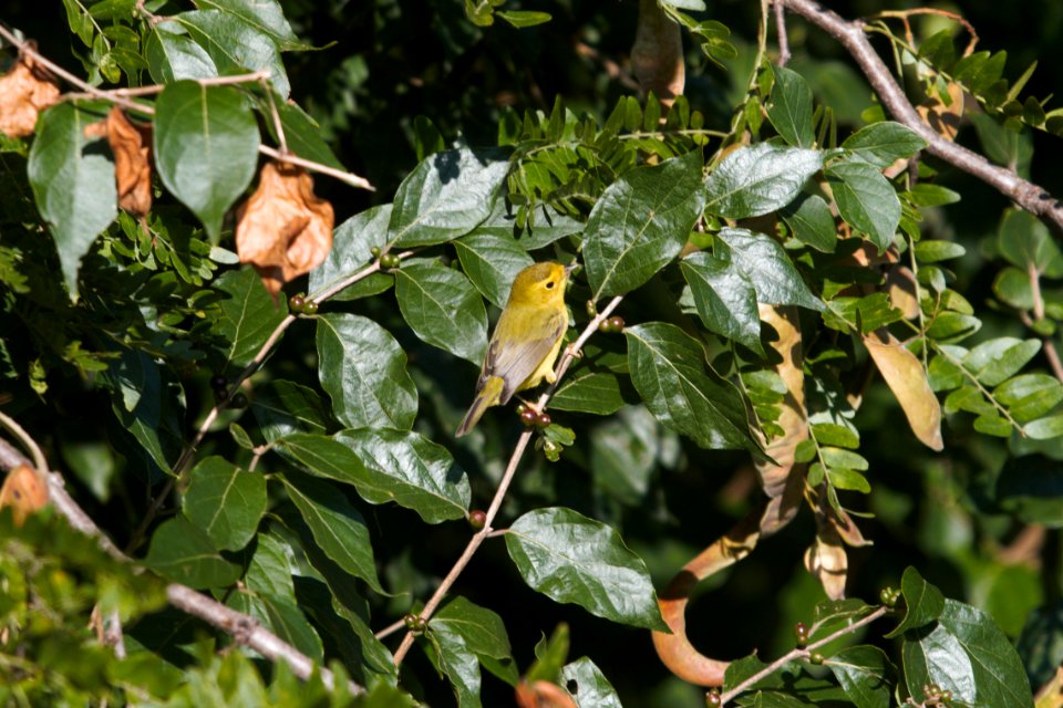 IMG 1383c Wilson's Warbler LeVasseur Park Kankakee-IL 9-6-2017