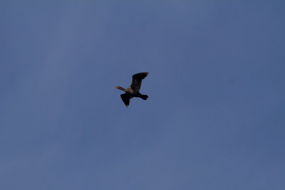 IMG 0243c Double-crested Cormorant Willowhaven Area Kankakee Co IL 8-13-2017