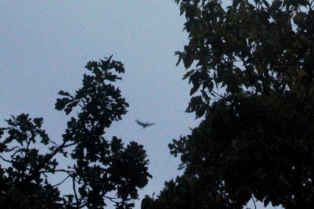 IMG 4354c Common Nighthawk Hse Kankakee IL 10-14-2017