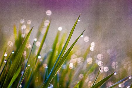 Dew morning light