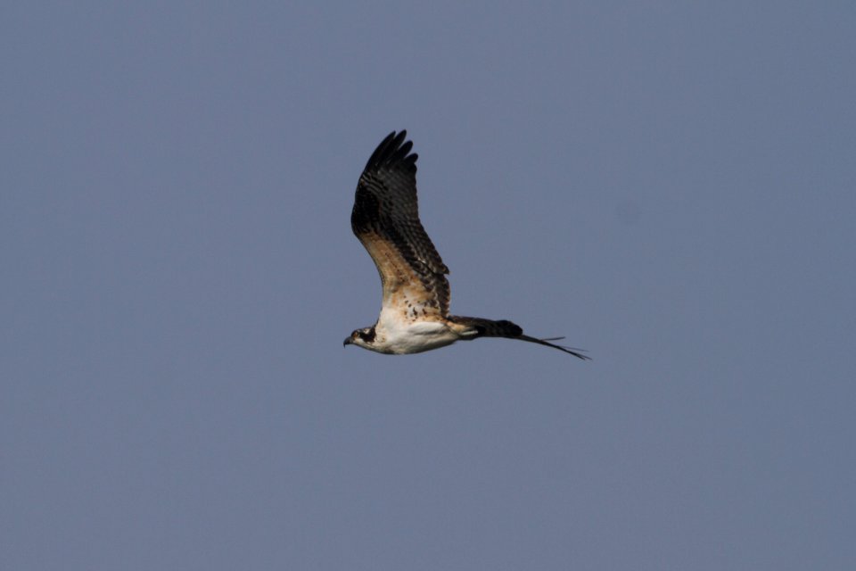 IMG 0411c Osprey (juv) LeVasseur Park Kankakee IL 8-20-2017