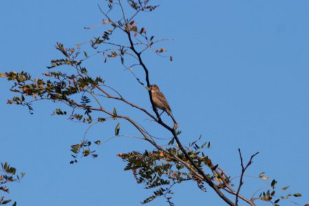 IMG 2739c Indigo Bunting LaSalle FWA IN 9-25-2017