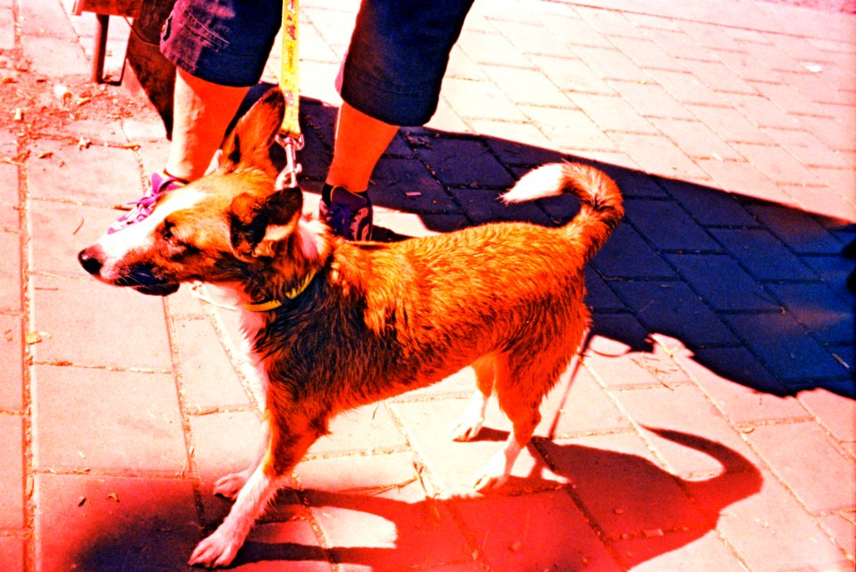 Pentacon Electra + Cross Processed Film - Doggie
