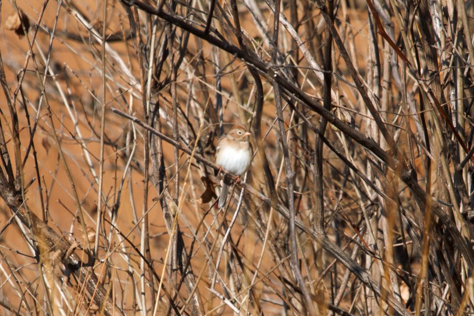 IMG 3495c Field Sparrow LeVasseur Park-Perry Farm Kankakee Co IL 12-9-2018