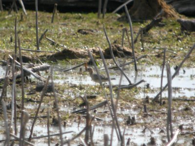 DSCN9023c Buff-breasted Sandpiper LaSalle FWA-IN 8-18-2017