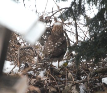 IMG 2813c Cooper's Hawk Hse Kankakee IL 12-16-2016
